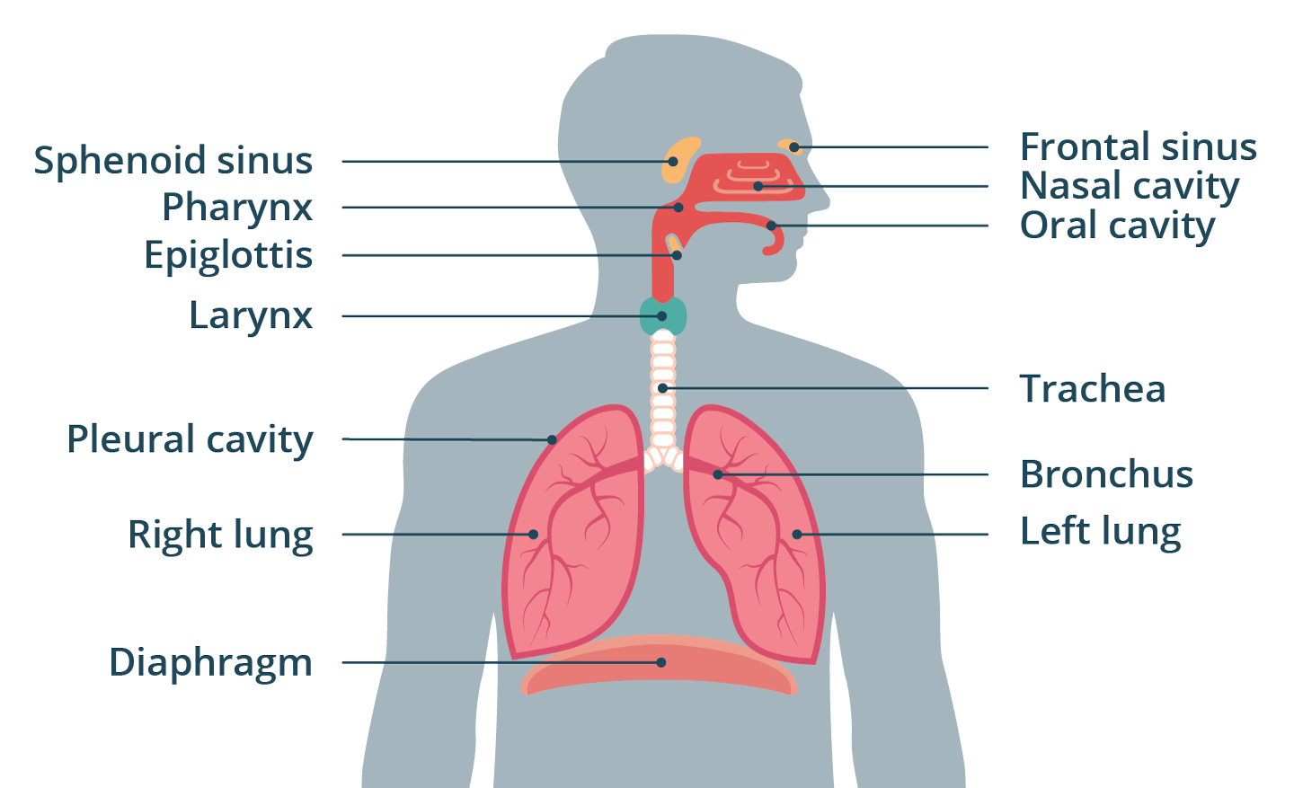 Respiratory System: Good Health